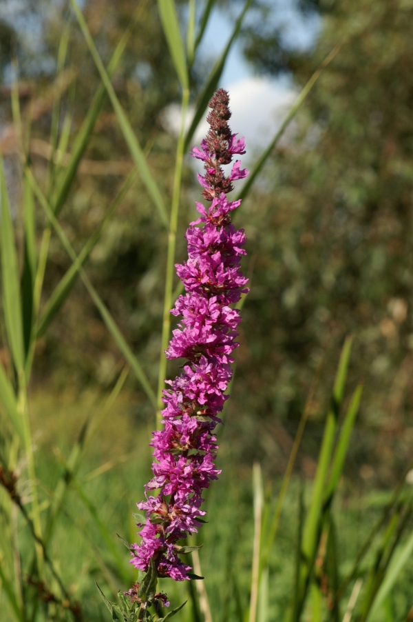 Lythrum salicaria